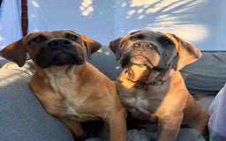 Boerboel dogs for sale: Elite Family-raised & trained Boerboel puppy - Image 12