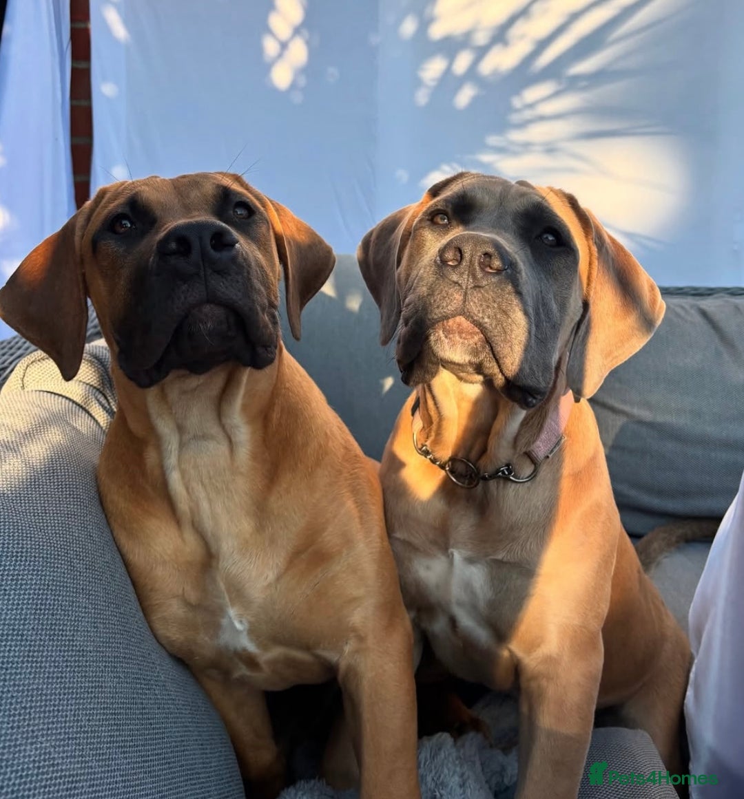 Boerboel dogs for sale: Elite Family-raised & trained Boerboel puppy - Image 12