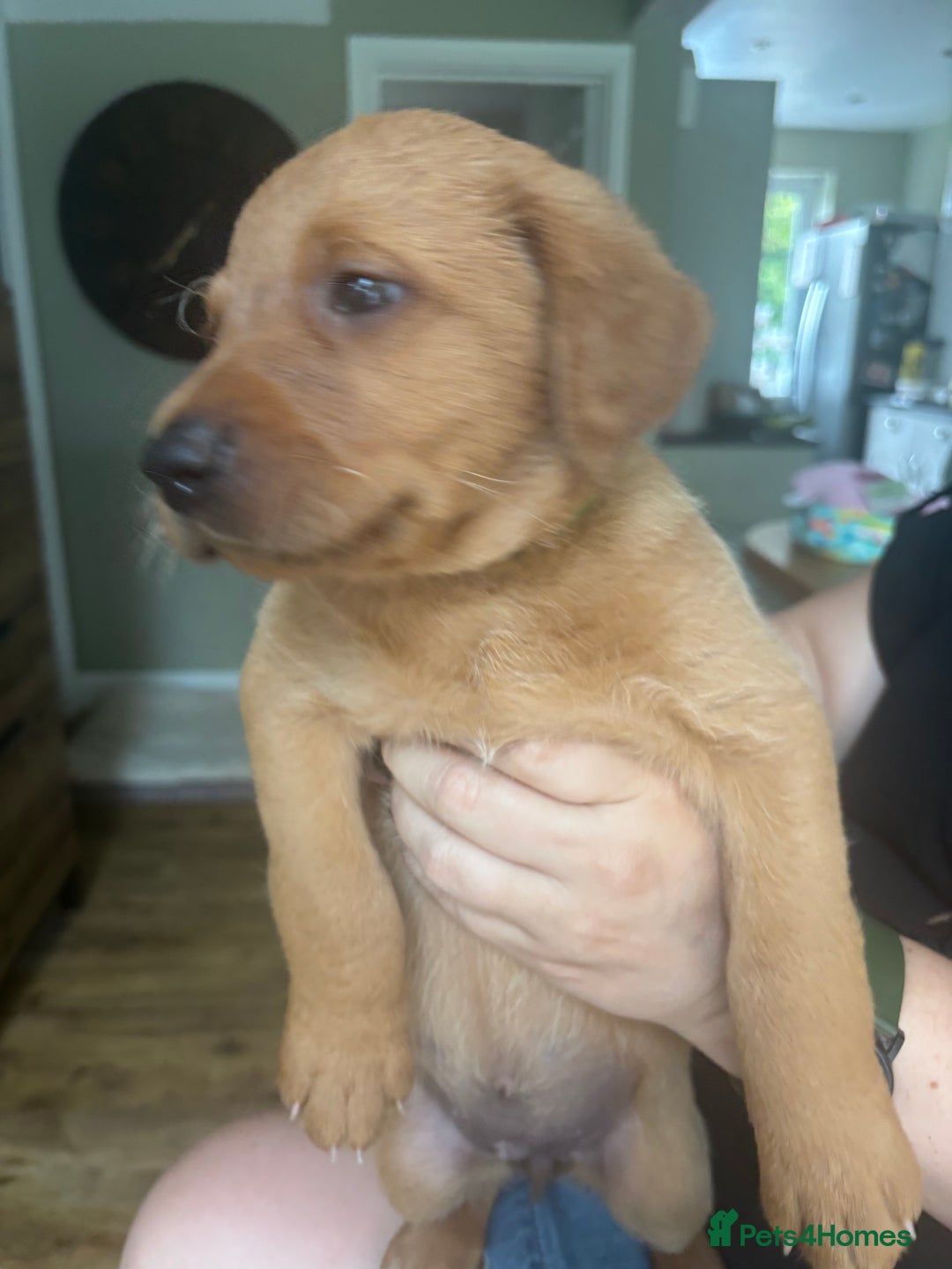 Labrador Retriever dogs for sale: Gorgeous Red Labrador Pups - Image 25