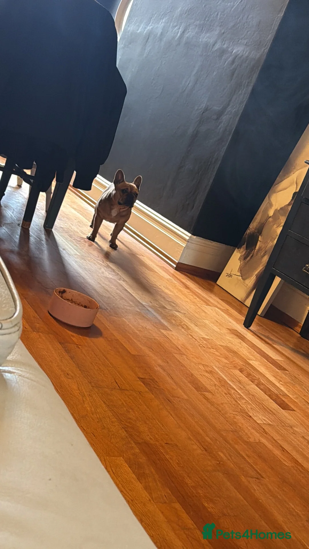 French Bulldog dogs for sale: 3 year old French bull dog  in Leicester - Advert 2
