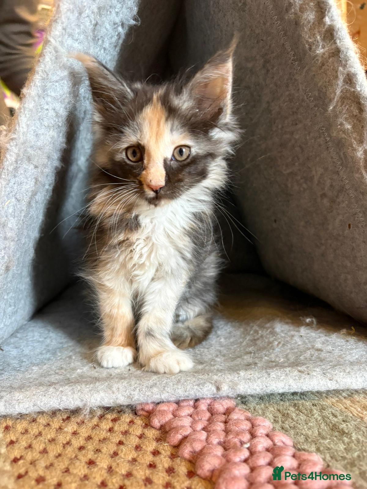 Maine Coon cats Stunning Maine Coon Babies - Advert 3