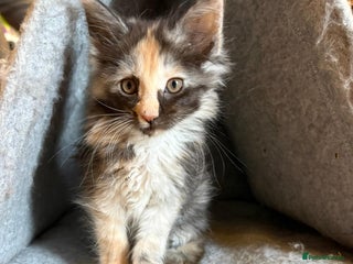 Maine Coon cats Stunning Maine Coon Babies - Advert 4