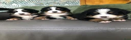 Bernese Mountain Dog dogs for sale: Stunning Bernese mountain puppies - Advert 10