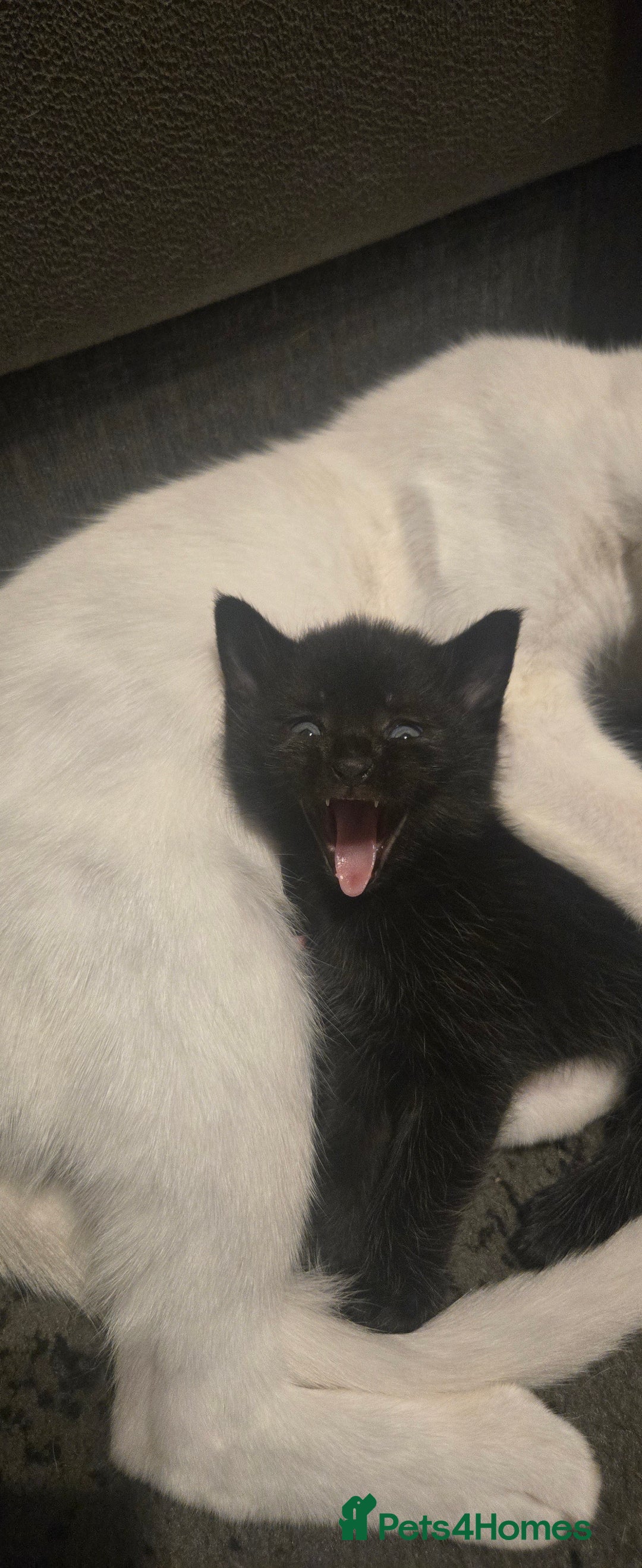 Mixed Breed cats for sale: 3 kittens looking for their forever homes.  - Image 3
