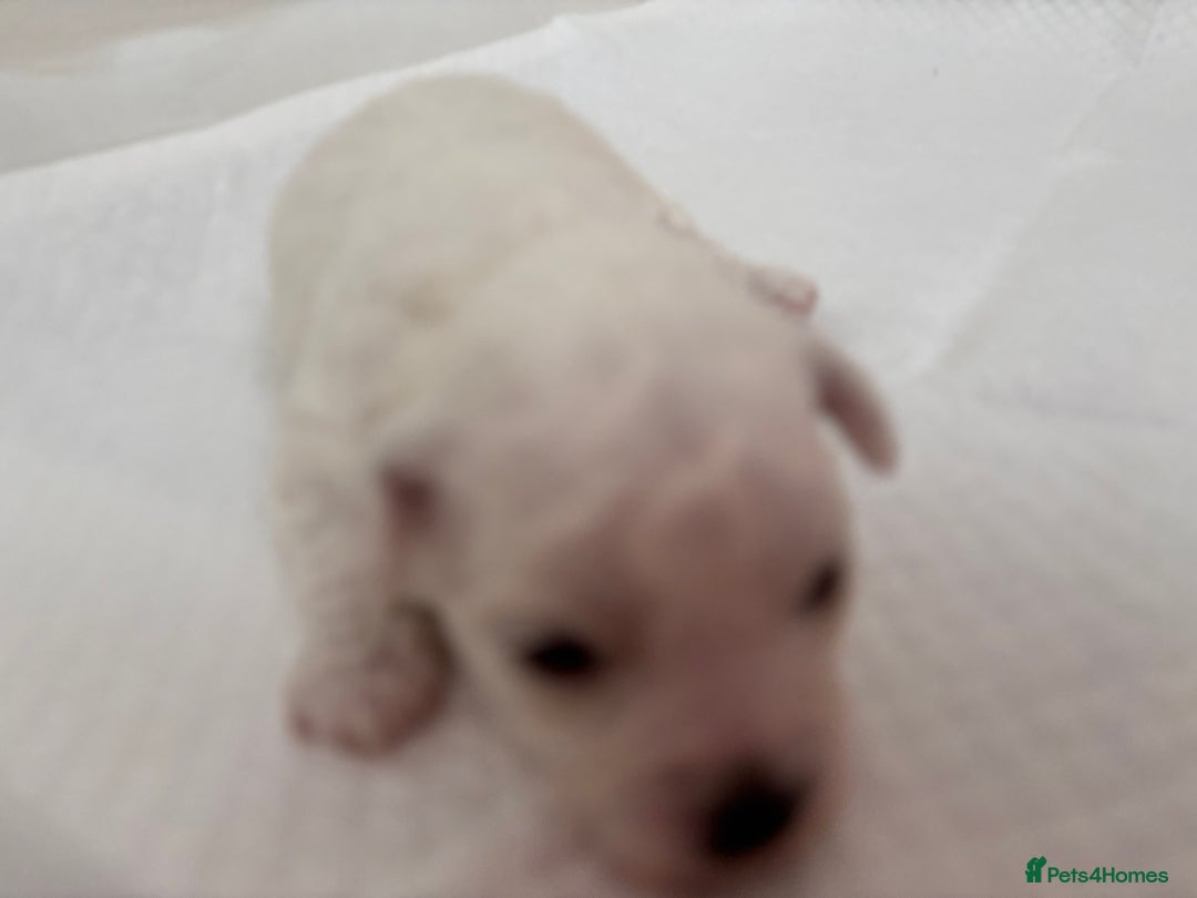 Bichon Frise dogs for sale: Pure Bichon frise for sale in Bromsgrove  in Bromsgrove - Image 11