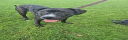 Mixed Breed dogs for sale: Cane corso x American bully  in Chesham - Advert 4