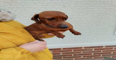 Dachshund dogs - Advert 11