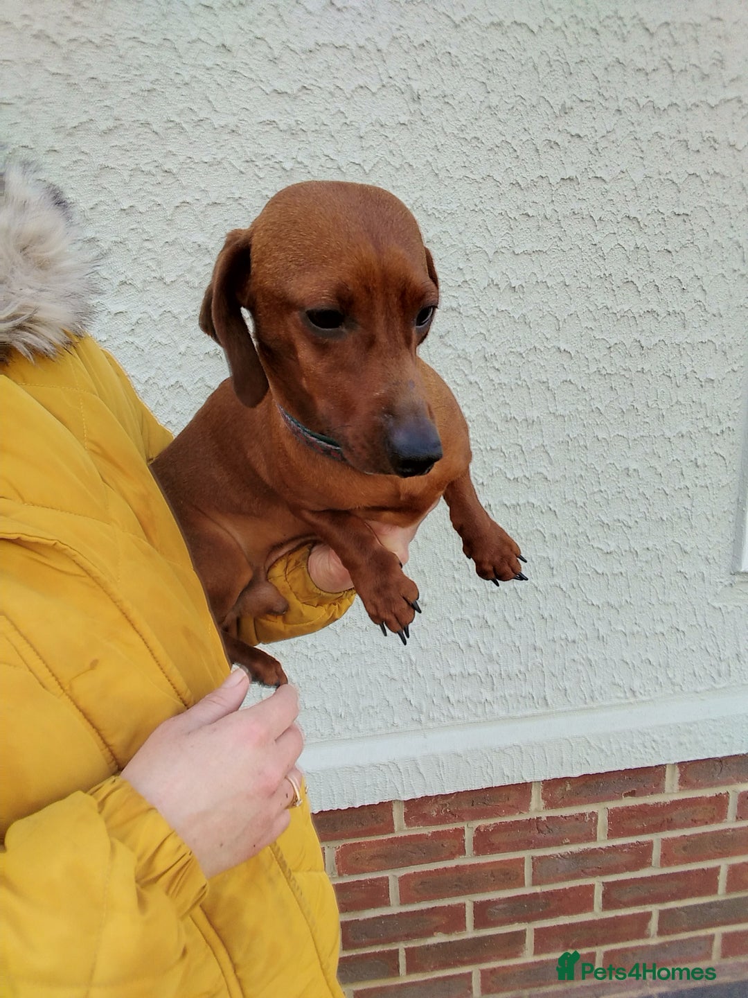 Dachshund dogs for sale: 3 miniature dachshund puppies  - Image 2