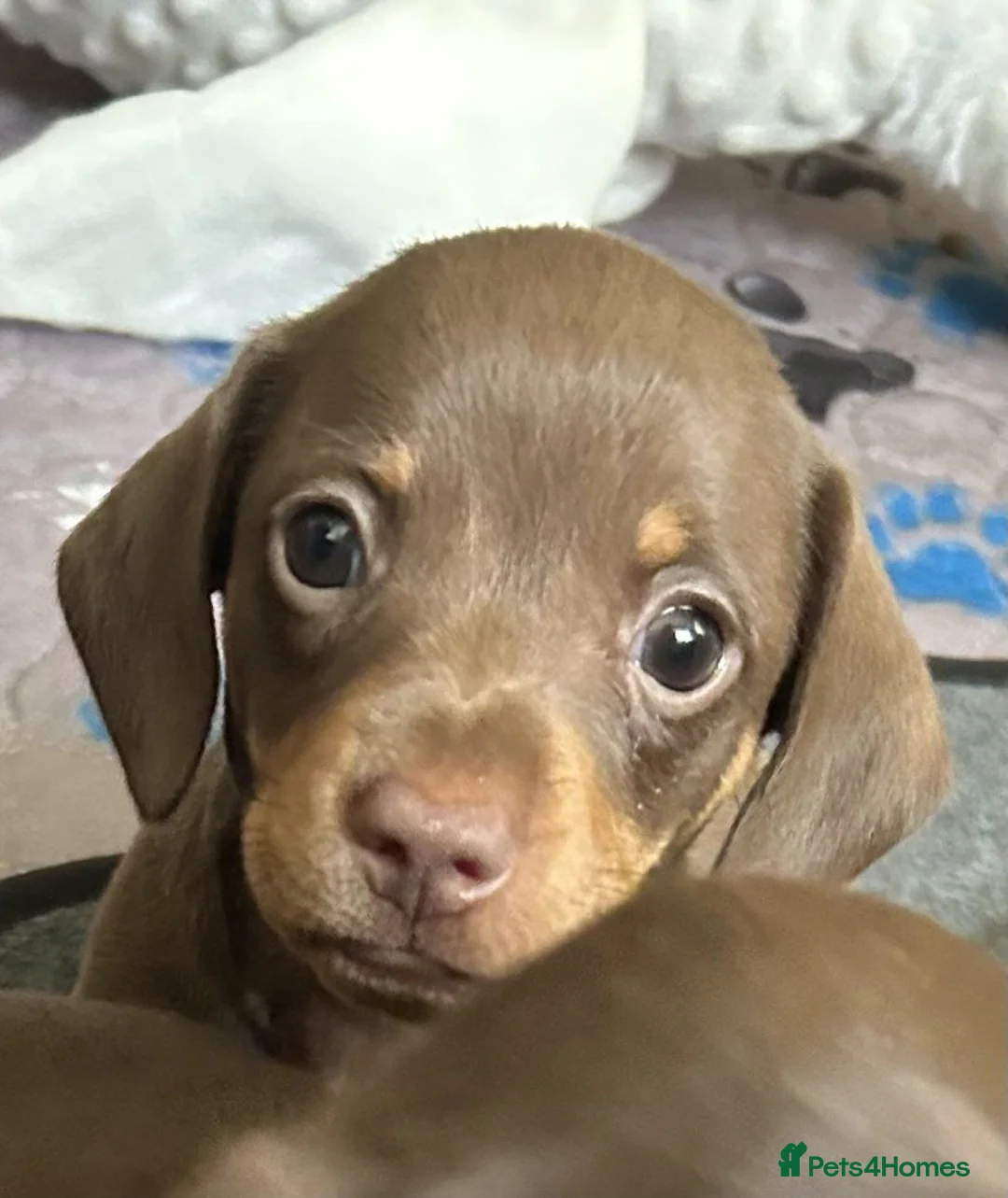Dachshund dogs for sale: Stunning mini Dacshund puppies - Advert 2
