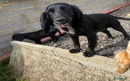 Cocker Spaniel dogs for sale: Male working cocker spaniel for sale  - Image 5