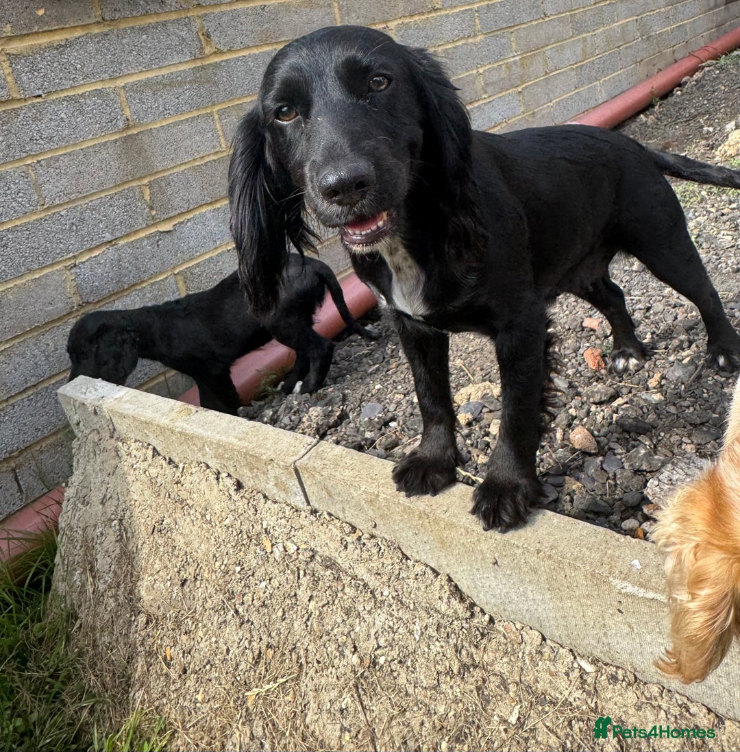 Cocker Spaniel dogs for sale: Male working cocker spaniel for sale  - Image 5