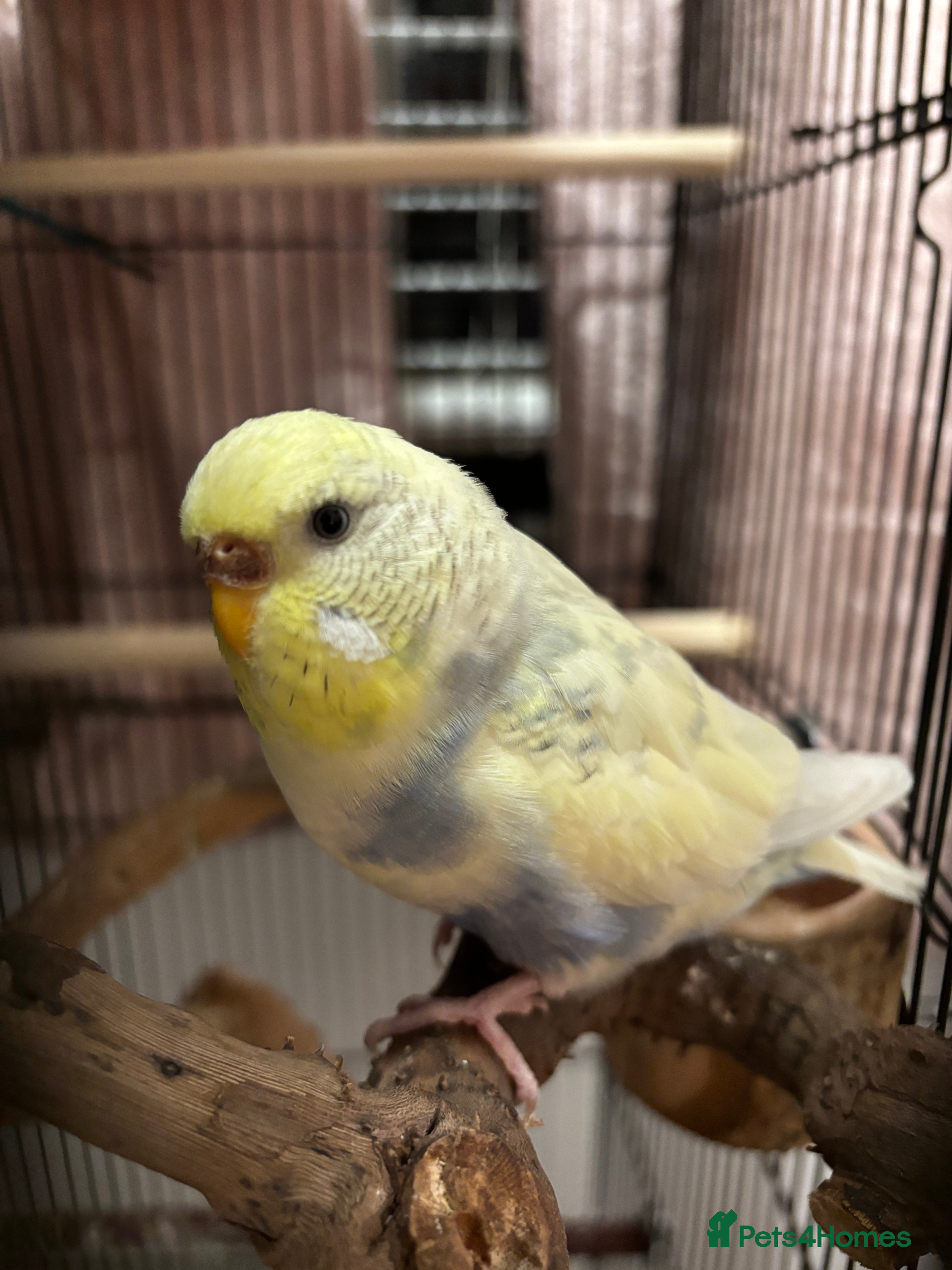 Budgerigars birds 2 budgies+everything else included  - Advert 1