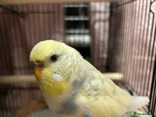 Budgerigars birds 2 budgies+everything else included - Advert 1