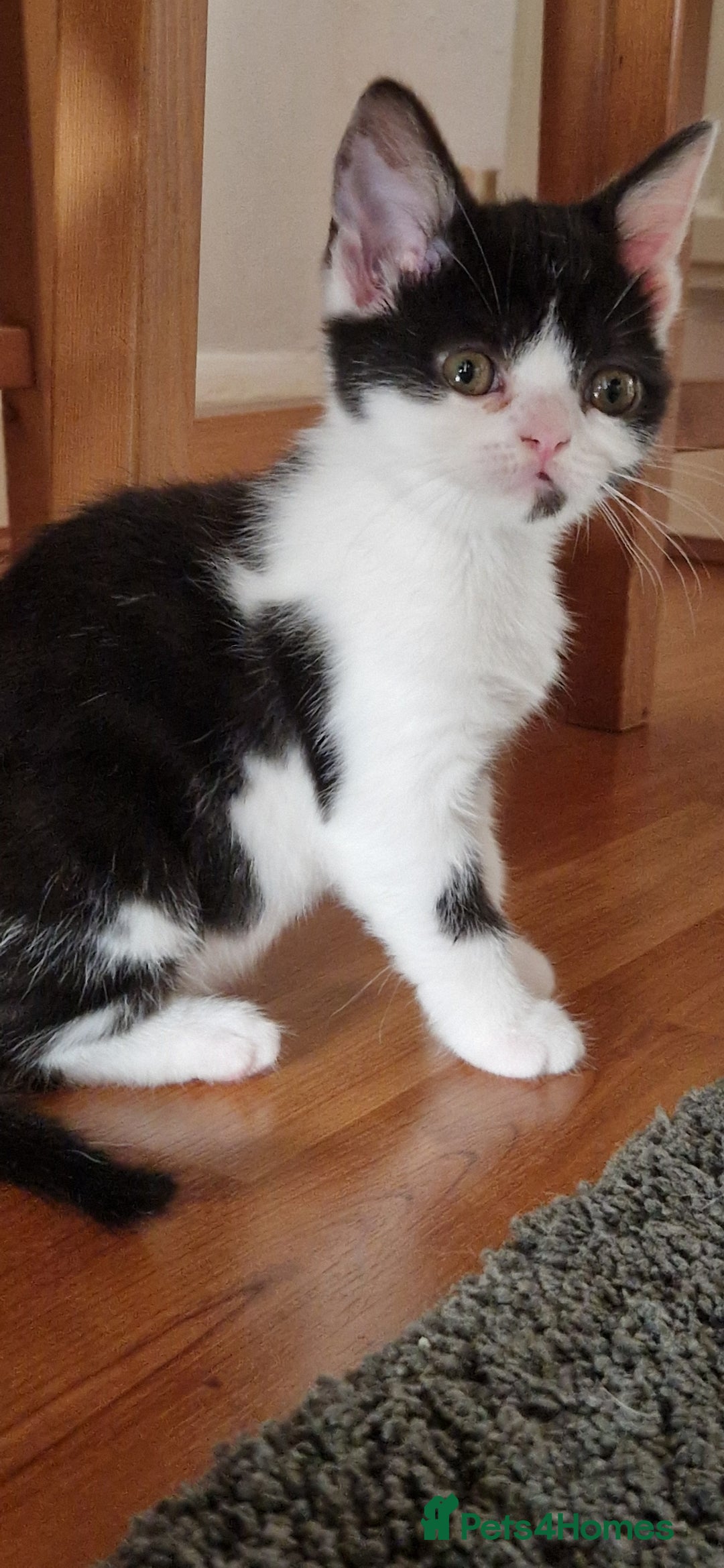 British Shorthair cats for sale: British shorthair mix looking for new home - Advert 12