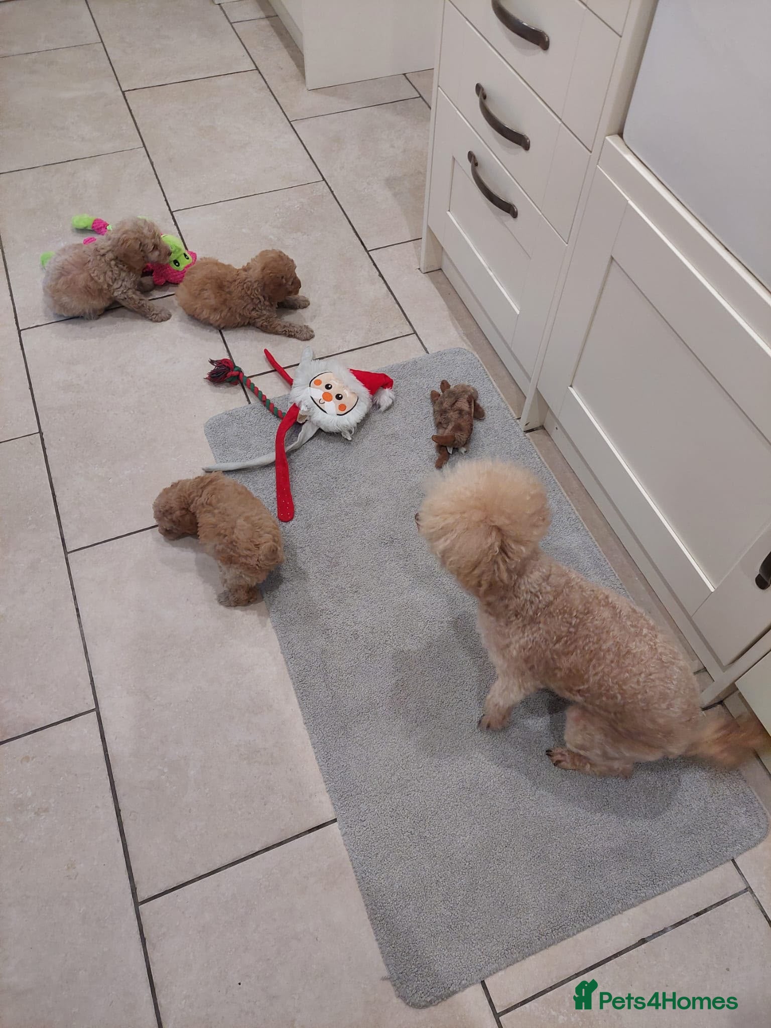 Toy Poodle dogs Toy poodle puppies  - Advert 6