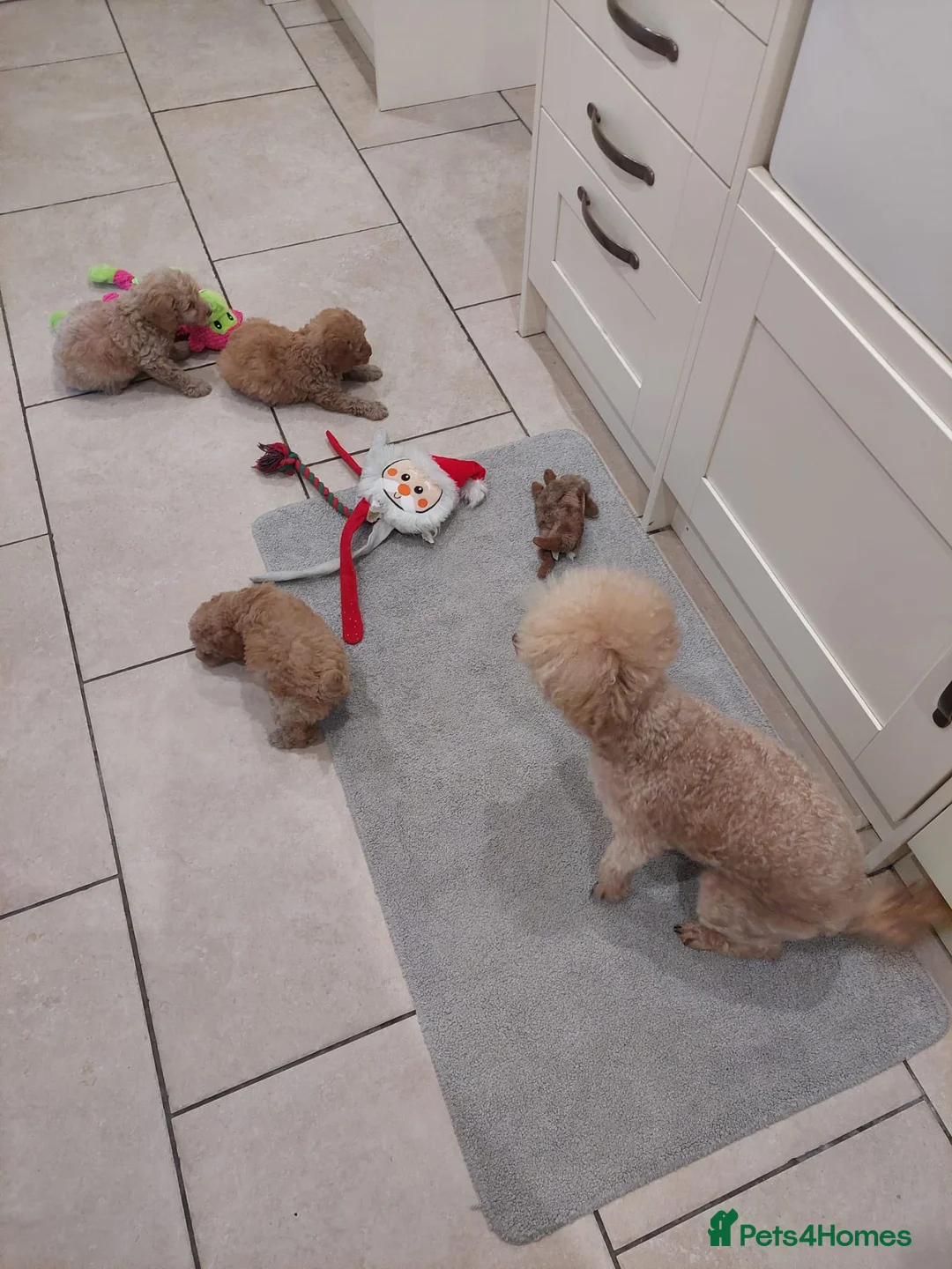 Toy Poodle dogs for sale: Toy poodle puppies  - Advert 1