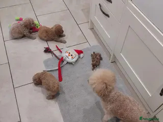 Toy Poodle dogs Toy poodle puppies - Advert 8