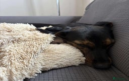 Mixed Breed dogs for adoption: Puppy Rina is waiting for you! - Image 6