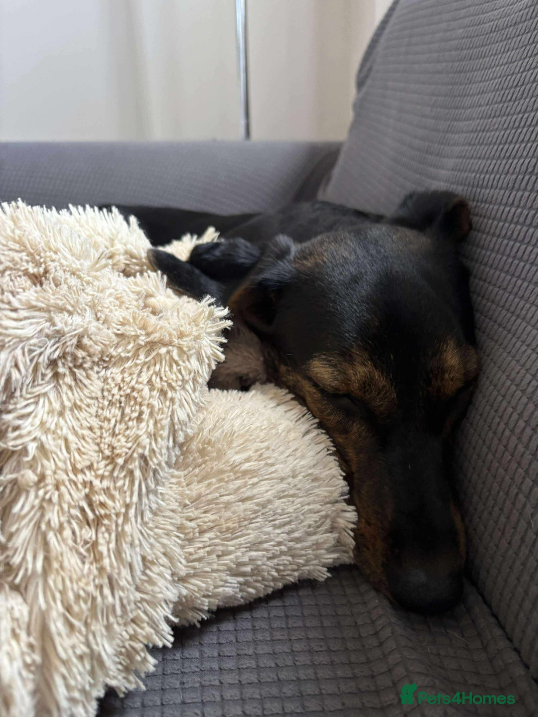 Mixed Breed dogs for adoption: Puppy Rina is waiting for you! - Image 6