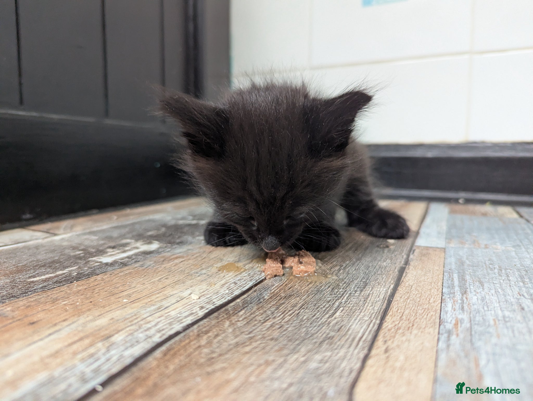 Domestic Shorthair cats for sale: 2 beautiful female kittens  - Advert 6
