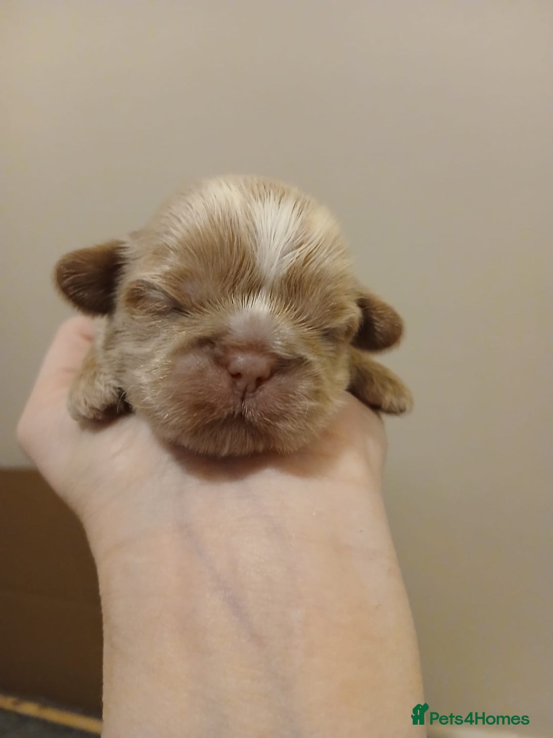 Shih Tzu dogs for sale: 🍫CHOCOLATE KC REG IMPERIALS BEST LINES🍫 - Advert 9