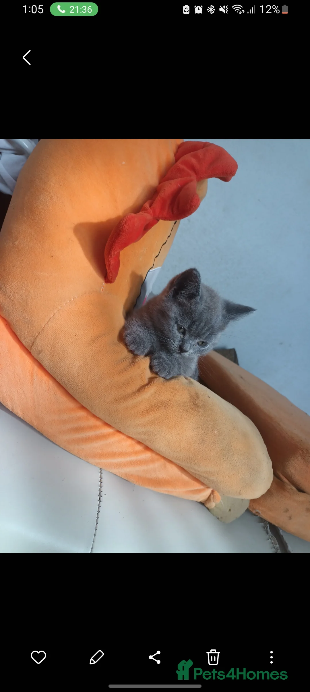 British Shorthair cats for sale: Baby British shorthair  - Advert 11