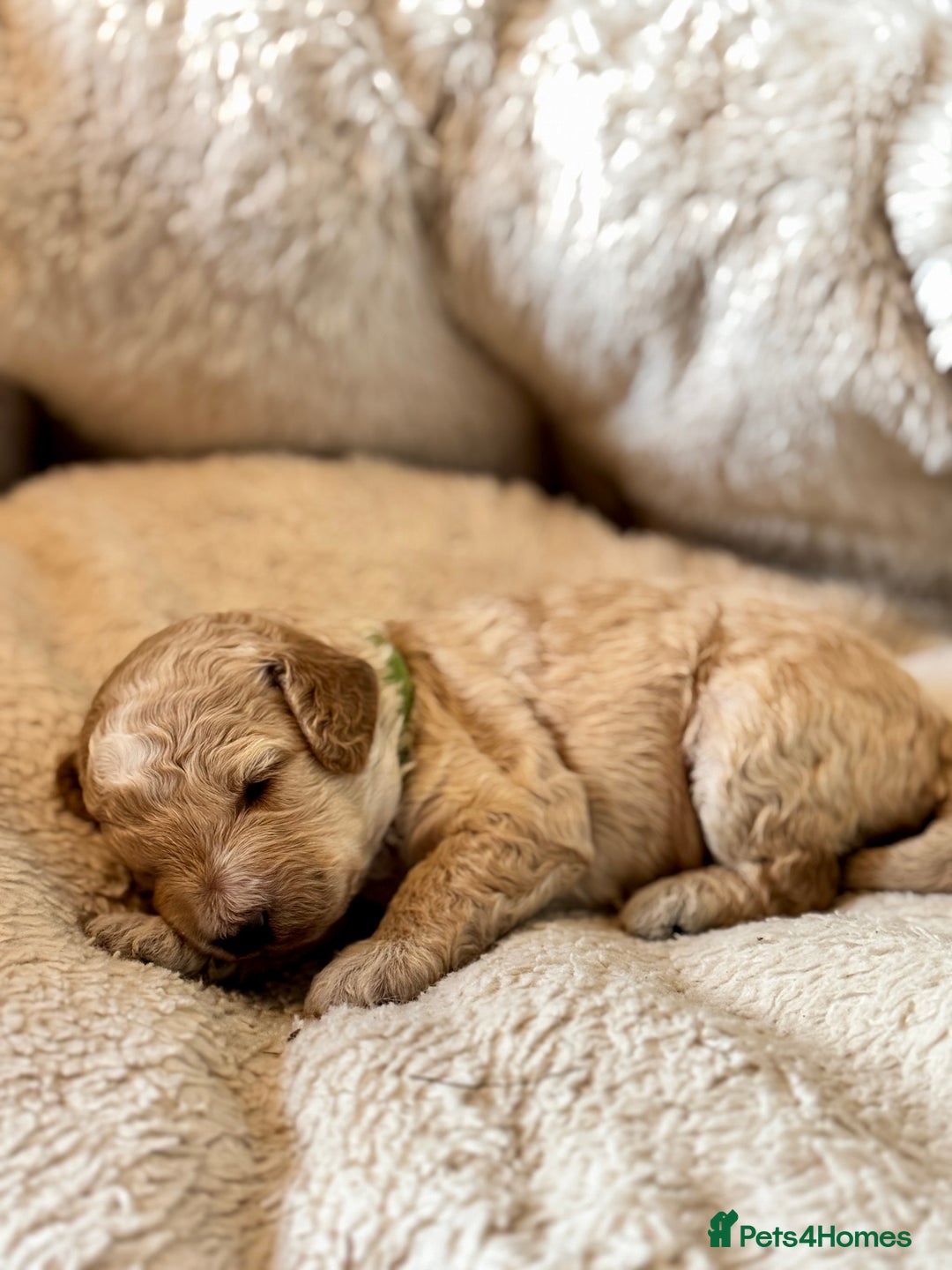 Cockapoo dogs for sale: Beautiful F1B cockapoo puppies  - Image 8