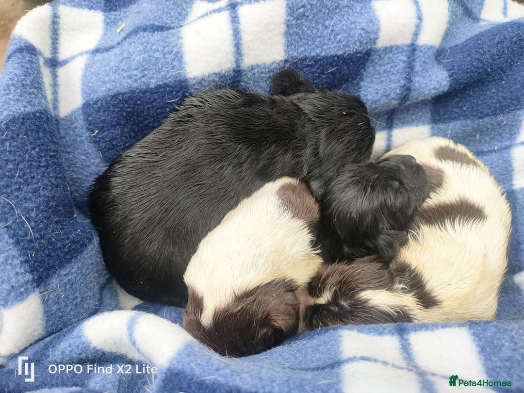 Cocker Spaniel dogs for sale: Working Cocker Spaniel Puppies For Sale - Image 15