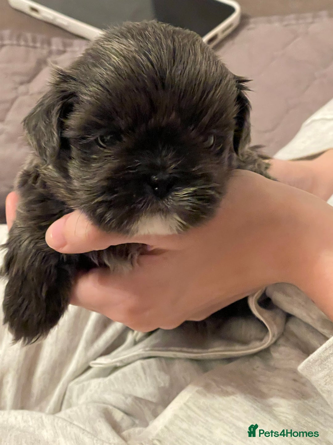 Shih Tzu dogs for sale: imperial karishishi shih tzu - Advert 3