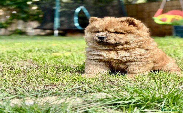 Chow Chow dogs - Advert 1