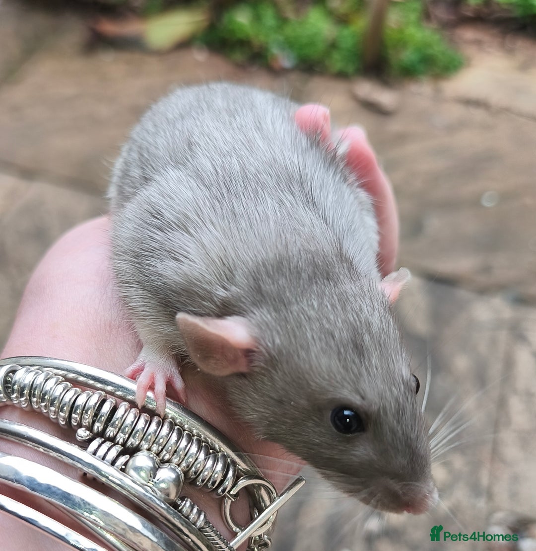 Rat rodents for sale: Beautiful male and female Dumbo rats - Advert 4