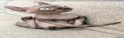 Sphynx cats for sale: Female Elf Sphynx Kitten – TICA Registered Parents - Advert 7