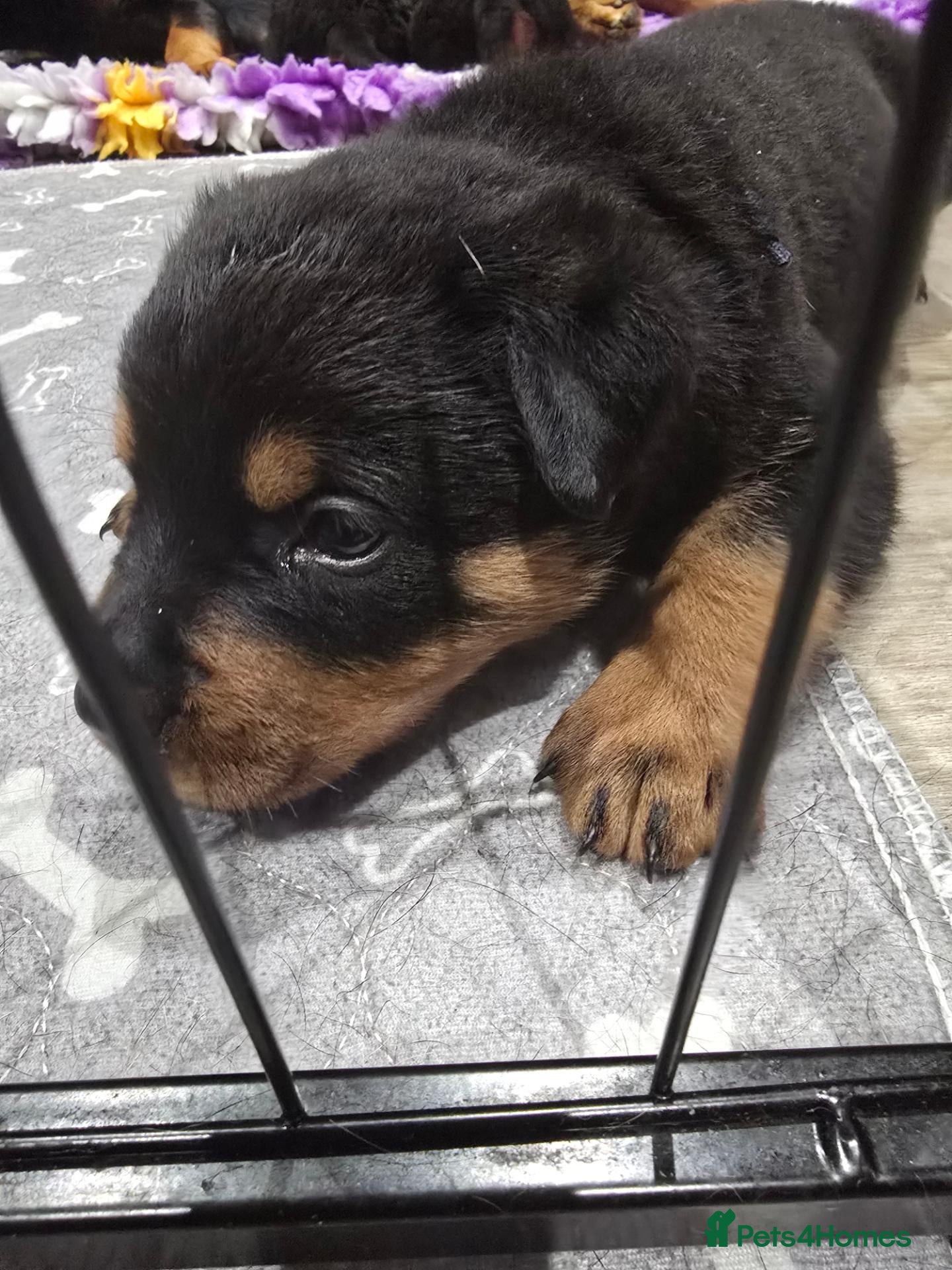 Rottweiler dogs Last Chunky Boy - Advert 4