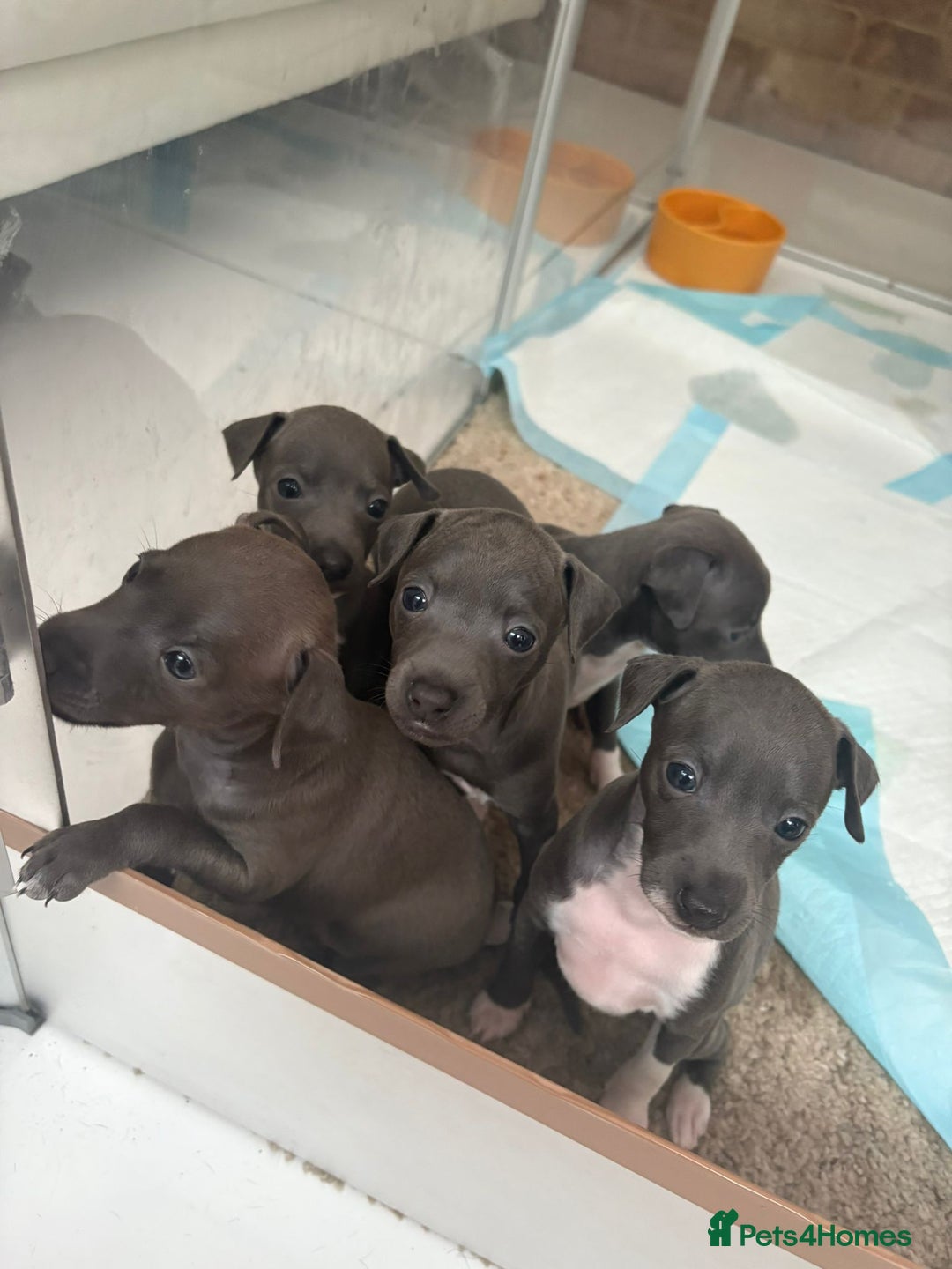 Italian Greyhound dogs for sale: Classic Italian greyhound babies  - Image 1