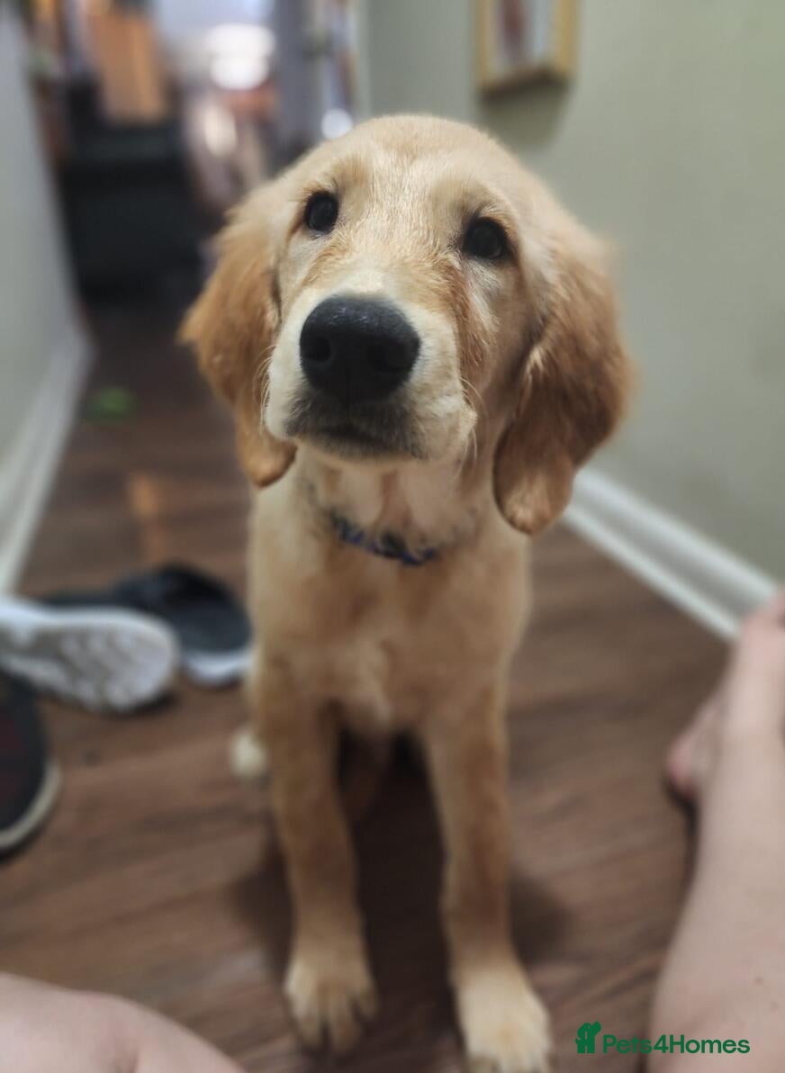 Golden Retriever dogs  THIS GORGEOUS BOY IS LOOKING FOR HIS FOREVER HOME - Advert 5