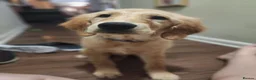 Golden Retriever dogs for sale:  THIS GORGEOUS BOY IS LOOKING FOR HIS FOREVER HOME in Edinburgh - Advert 1