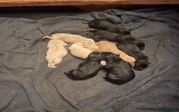 Labrador Retriever dogs for sale: Kc registered Labrador puppies for sale - Image 9