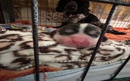 Cocker Spaniel dogs for sale: Gorgeous Cocker Spaniel Puppies - Image 24