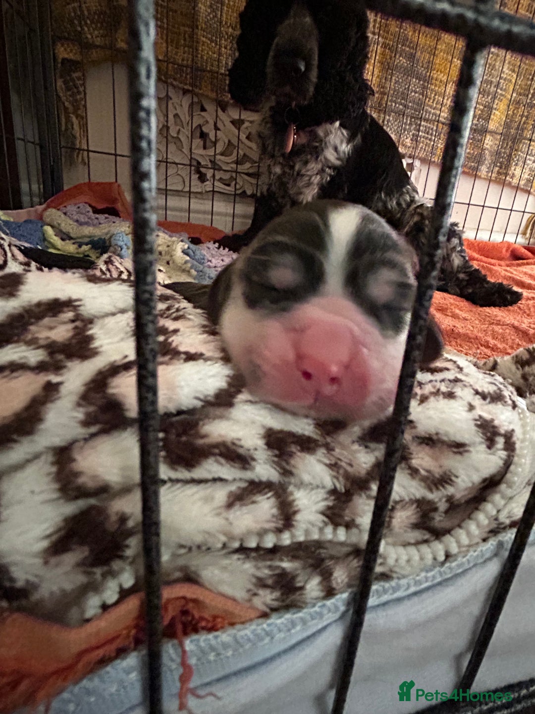 Cocker Spaniel dogs for sale: Gorgeous Cocker Spaniel Puppies - Image 24