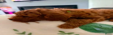 Red Toy Poodle (green collar)