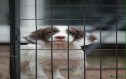 English Springer Spaniel dogs for sale: Female Springer Spaniel - Image 6