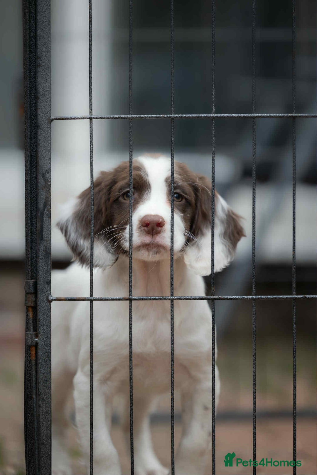 English Springer Spaniel dogs for sale: Female Springer Spaniel - Image 6