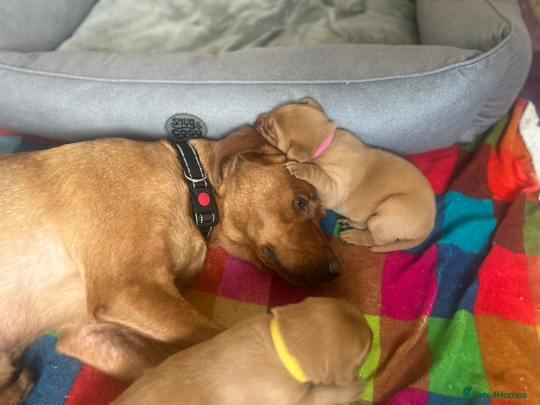 Labrador Retriever dogs for sale: Kc Labrador Retriever Red fox 8 puppies for sale  - Advert 10