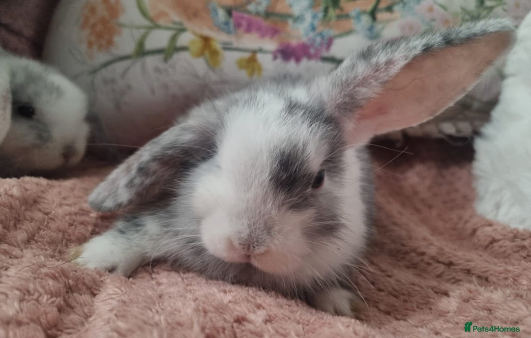 Mini Lop rabbits for sale: Trained French x Mini Lop Bunnies. Please Read! - Image 16