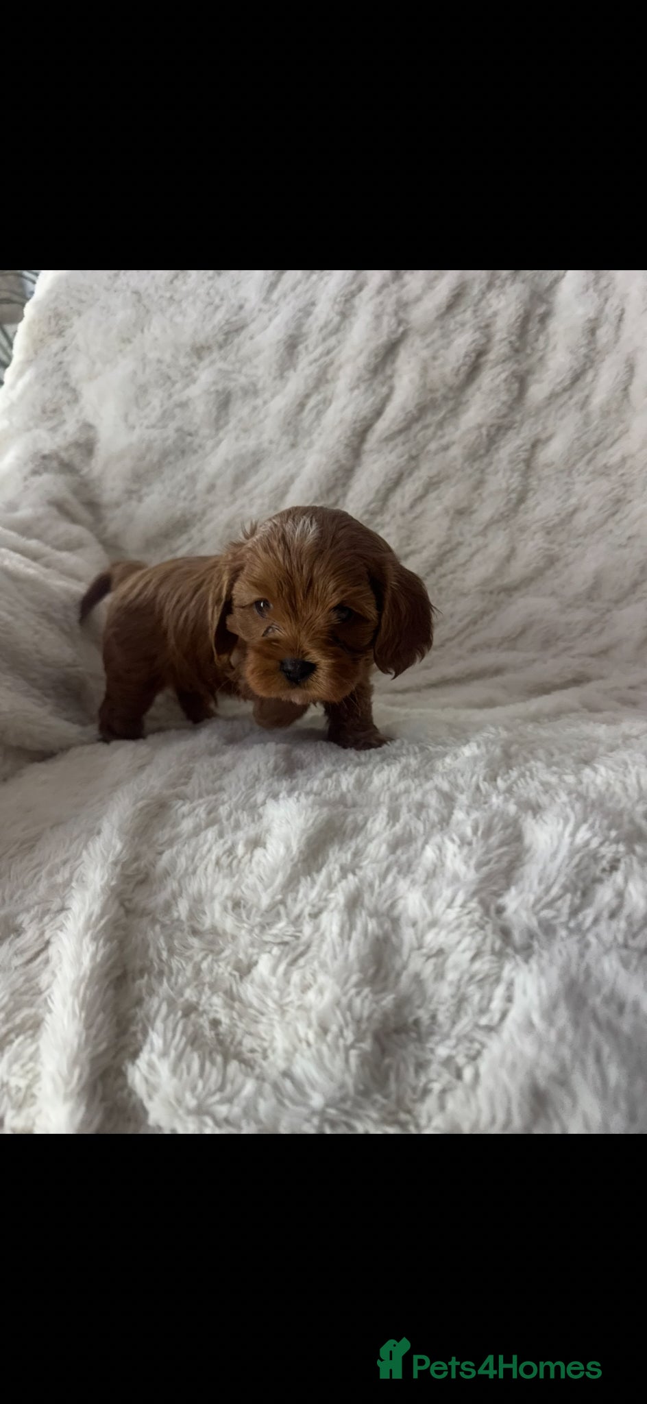 Cavapoo dogs ⭐️ BEAUTIFUL CAVAPOO PUPPIES⭐️ - Advert 2