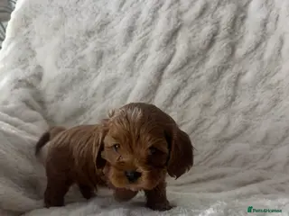 Cavapoo dogs ⭐️ BEAUTIFUL CAVAPOO PUPPIES⭐️ - Advert 15