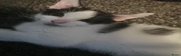 Mixed Breed cats for sale: 4 beautiful Kittens  - Advert 7