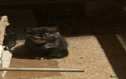 Mixed Breed cats for sale: Playful kittens for sale - Image 4