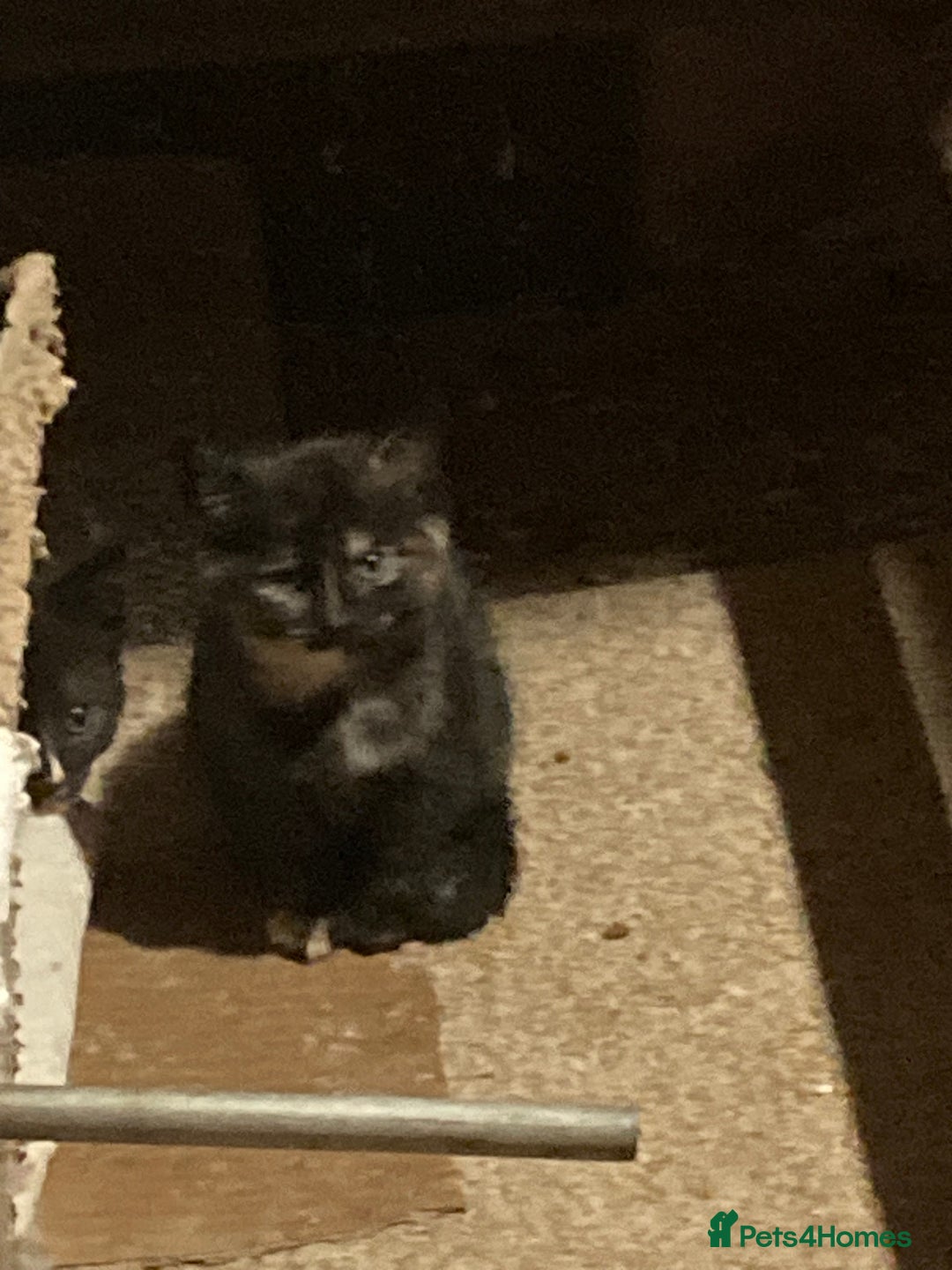 Mixed Breed cats for sale: Playful kittens for sale - Image 4