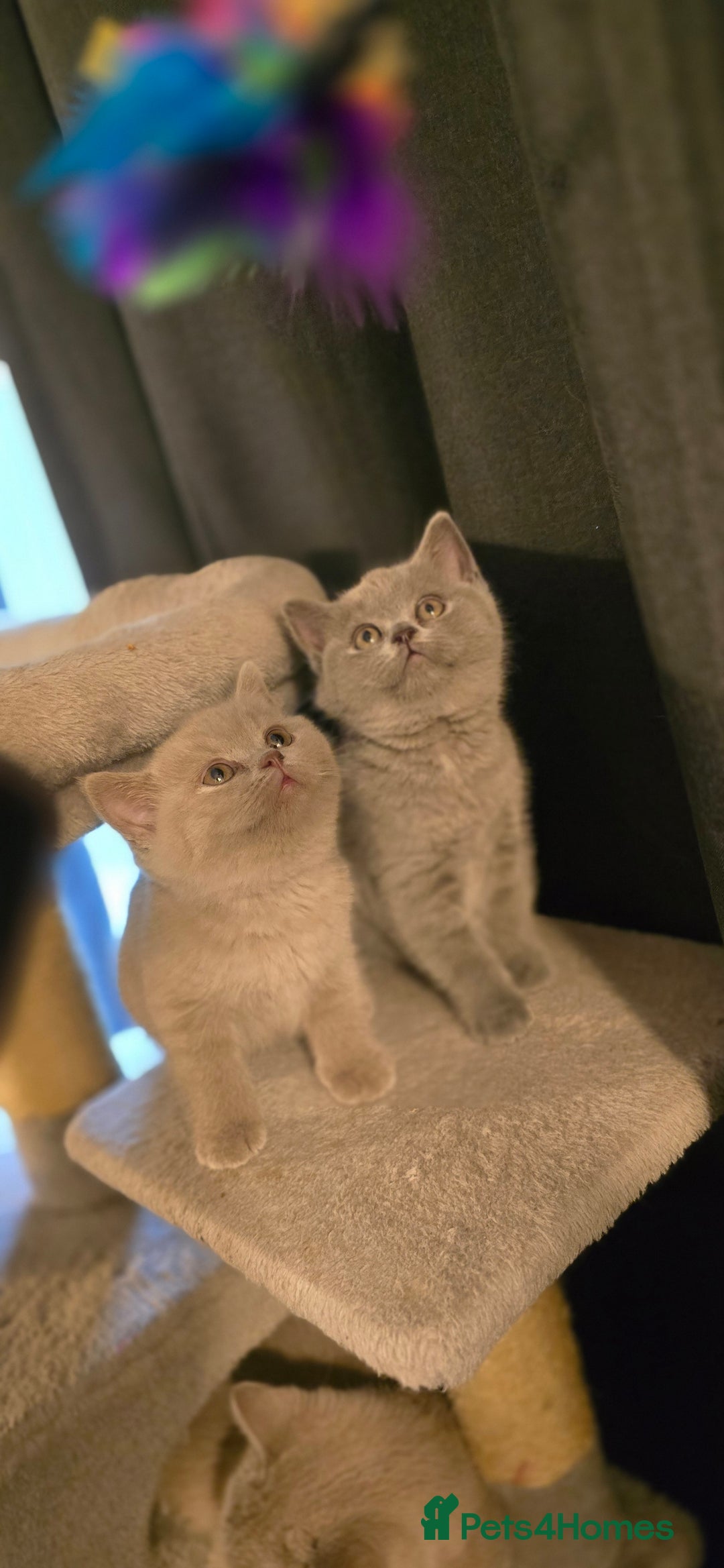 British Shorthair cats for sale: Gorgeous Britishshorthair kittens GCCF registered! - Advert 5